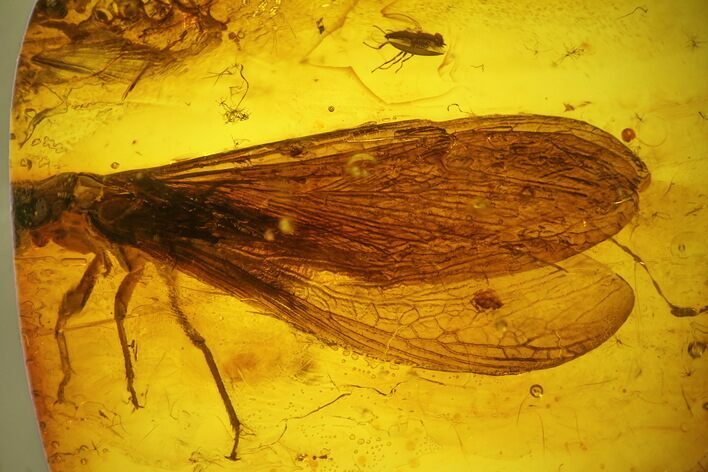 Detailed Fossil Winged Termite (Isoptera) In Baltic Amber #139071